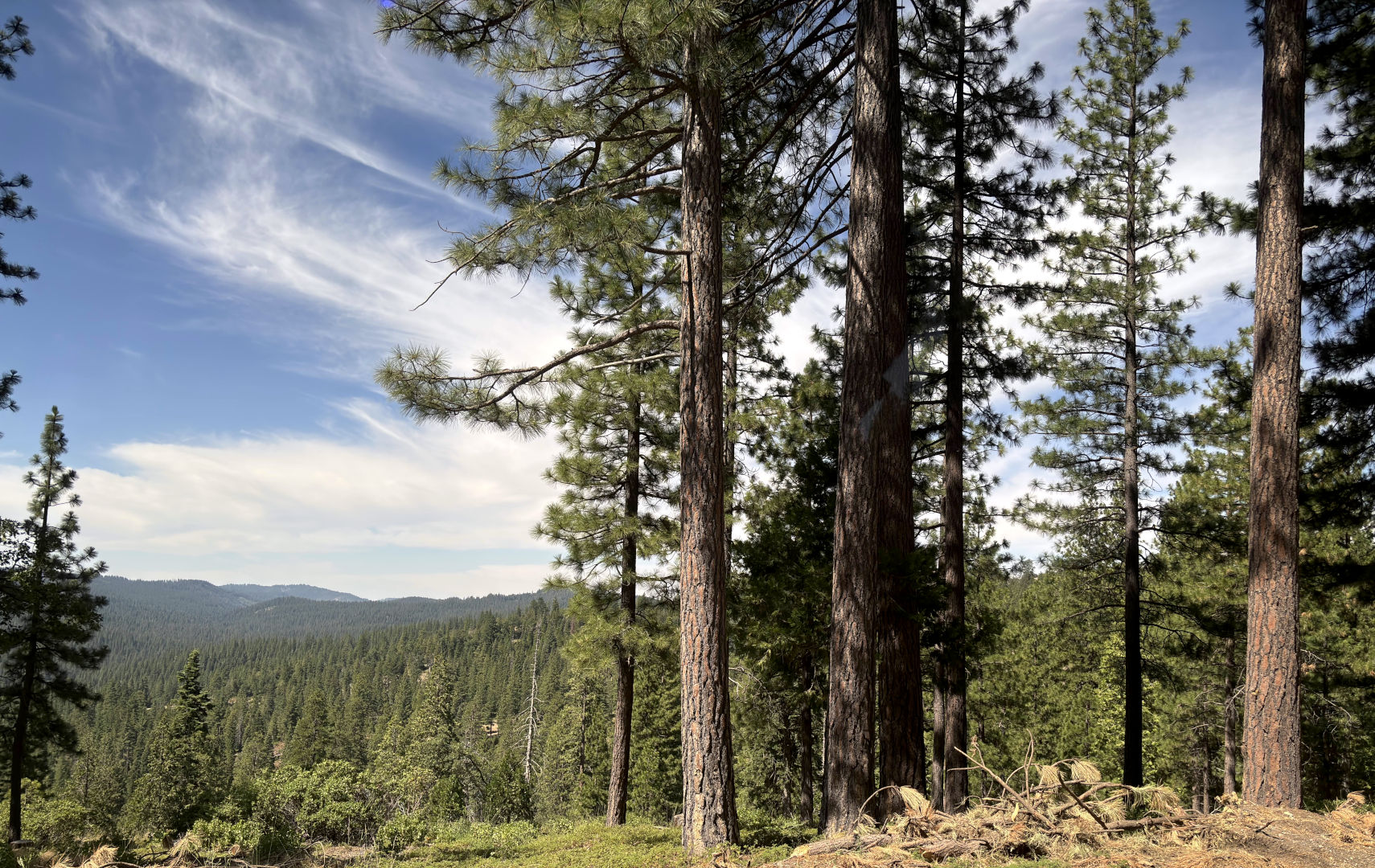 /images/eaglecamp2025/trees.jpg
